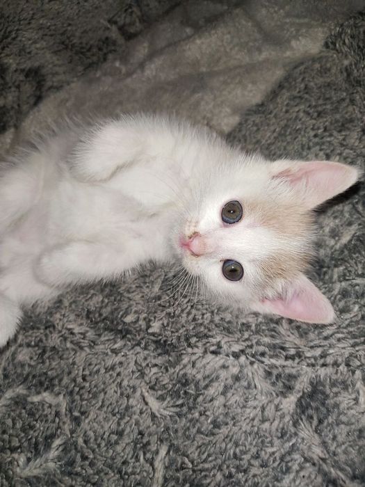 Отдам котенка а хорошие руки