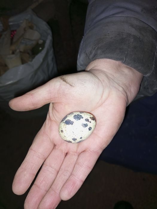 Яйцо перепелиное свежее домашнее пищевое.