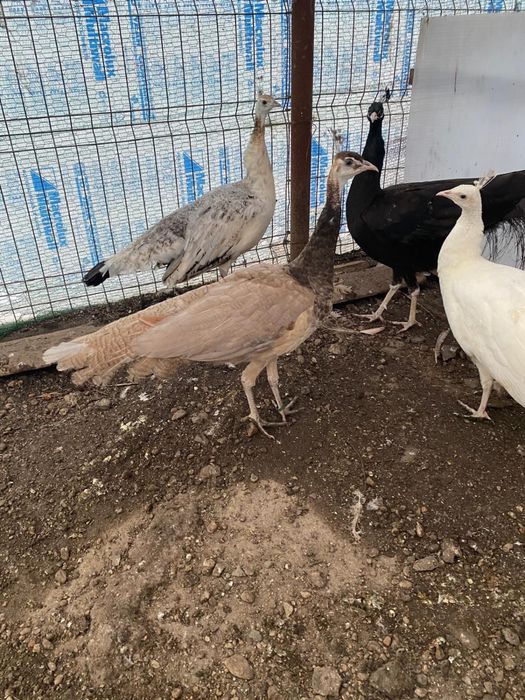 Pauni diferite culori