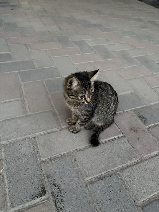 Отдам кошку в хорошие руки