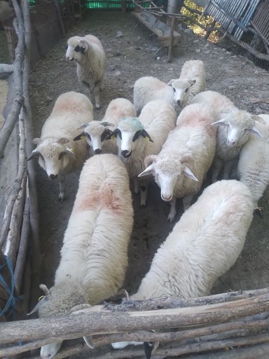 Miei de vânzare intre 20-30 de kg
