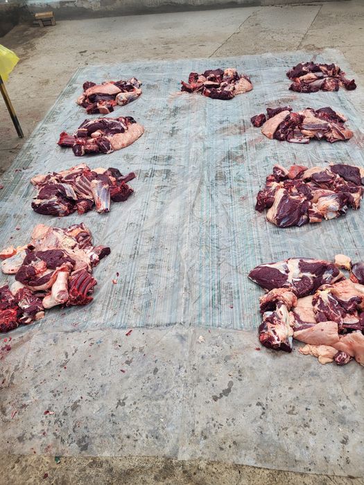 Согым жілік 2600тг