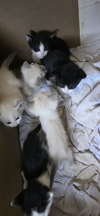 Котята, в хорошие , добрые руки даром