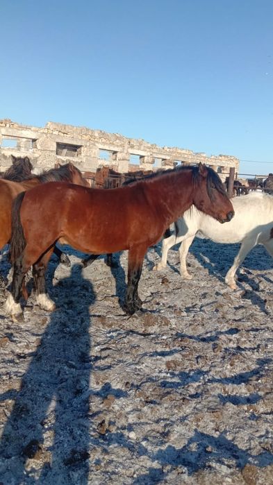 Продам Айғыр 6лет привозной обмена нет