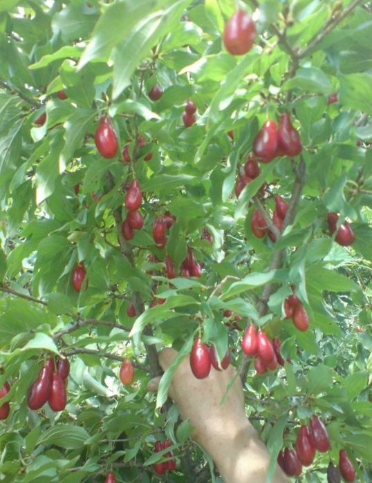 Кизил саженцы со своего участка