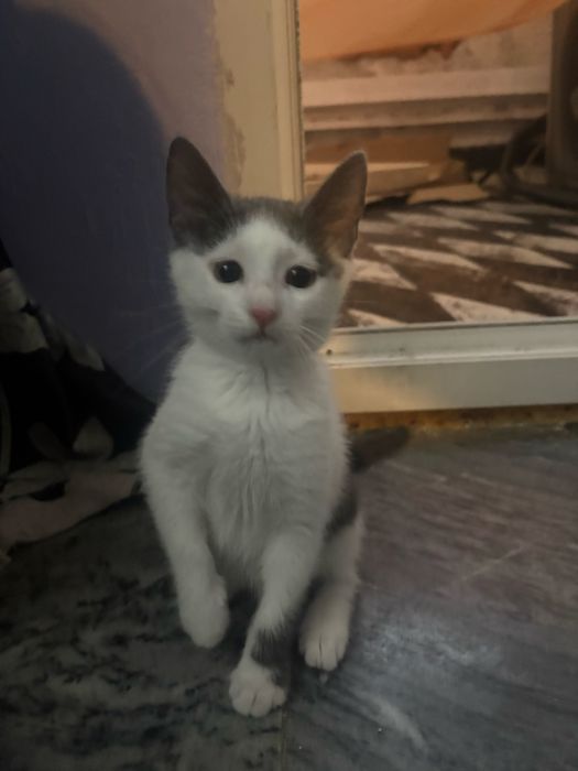 Подарявам 2 женски котенца!