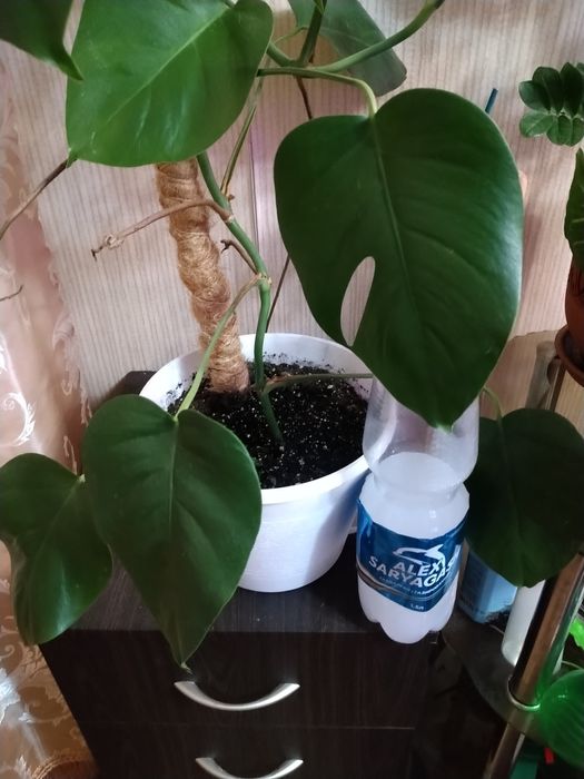 Продаю монстеру.