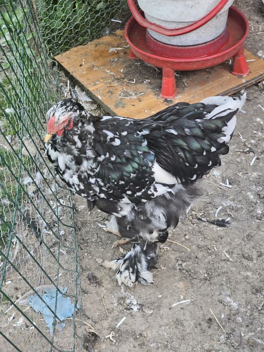 Tineret brahma bobat și porțelan