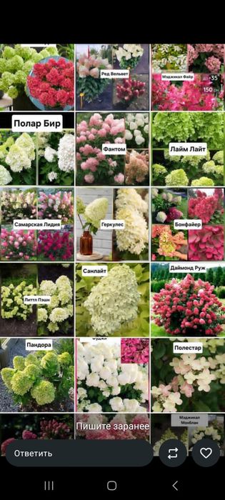 Гортензии газон елки тополя голубые ели