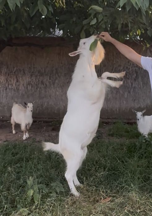 Tap rasa Sannen fara coarne bun de prasila