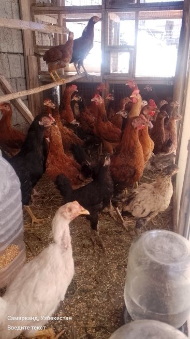 Tovuklar va xorozlar sotiladi optom srochna