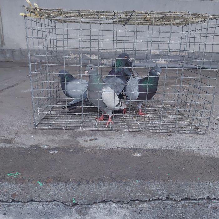 Сизи бакинцы лет с игрой разные