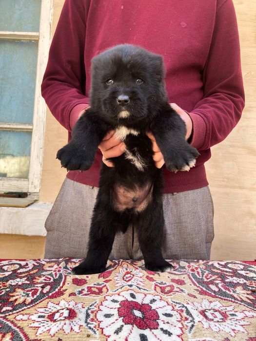 Щенок ( туркменского Алабая ) чистокровный