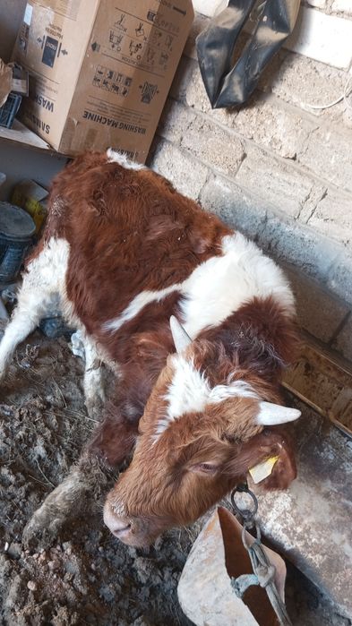 Еркек басбак саттыл