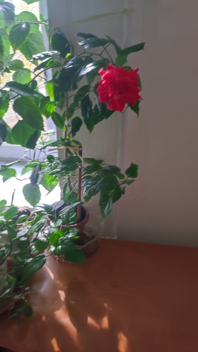 Продам комнатные большие цветы