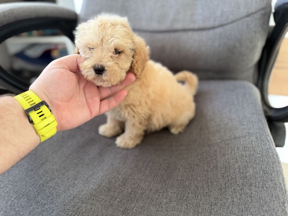 Мини пудели актулано от 13.1.2026