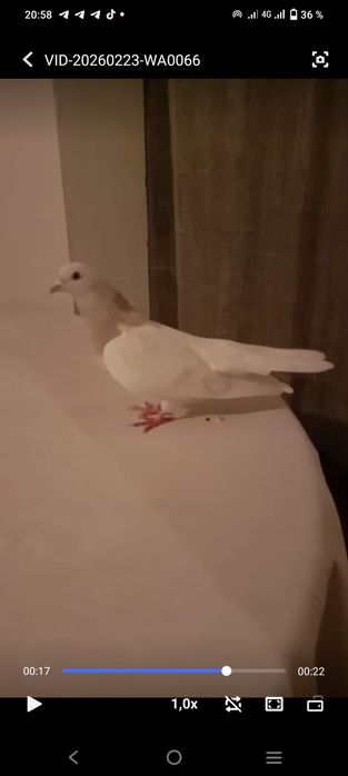 Голубка  Белый Тасман