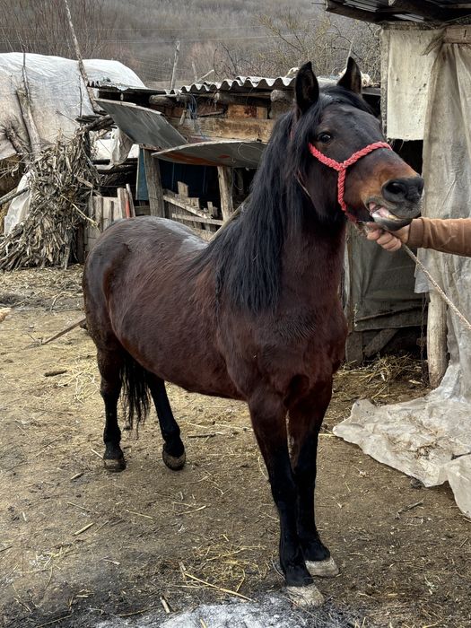 Vând iapă,bună de căruță