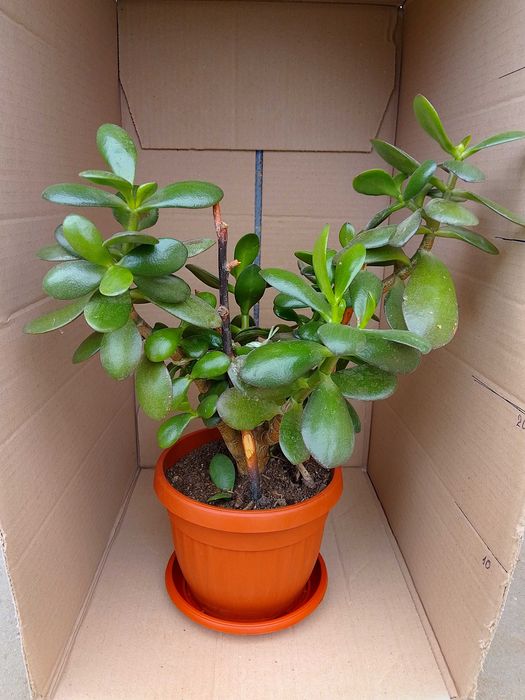 Продавам стайни растения различни видове