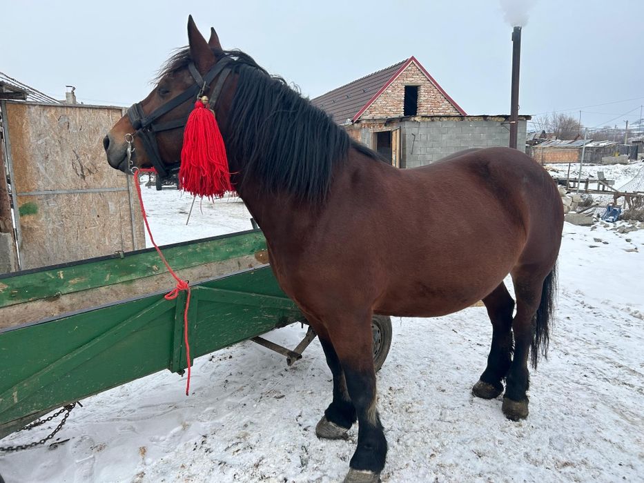 Vând iapa de 6 ani foarte cuminte  garantata în orice punct de vedere