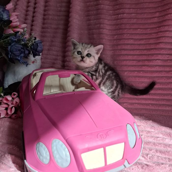 Британские котята