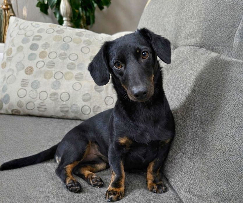 Молодой кобель таксы ищет семью