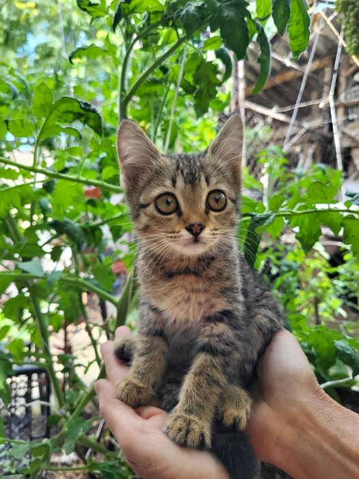 Отдам котят в добрые руки