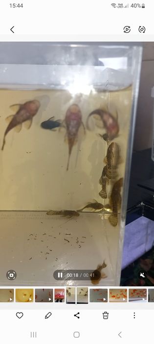 Ancistrusi-pesti exotici