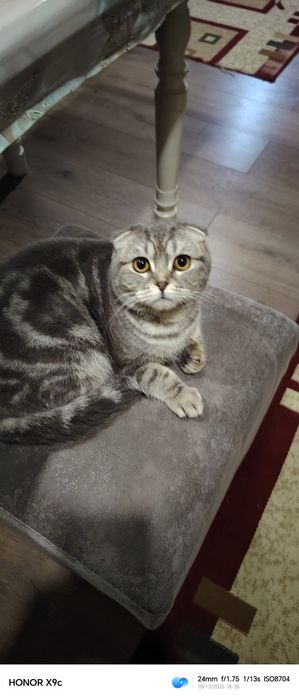 Шатланский скоттиш фолд