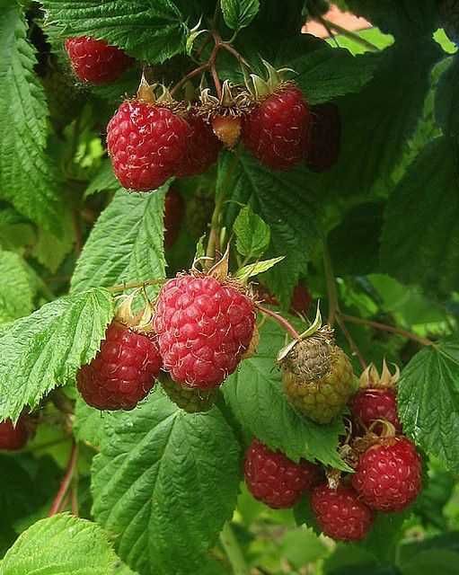 Pomi fructiferi, diverse soiuri. Arbusti.Ciresi amar maxut,Mosmon ...