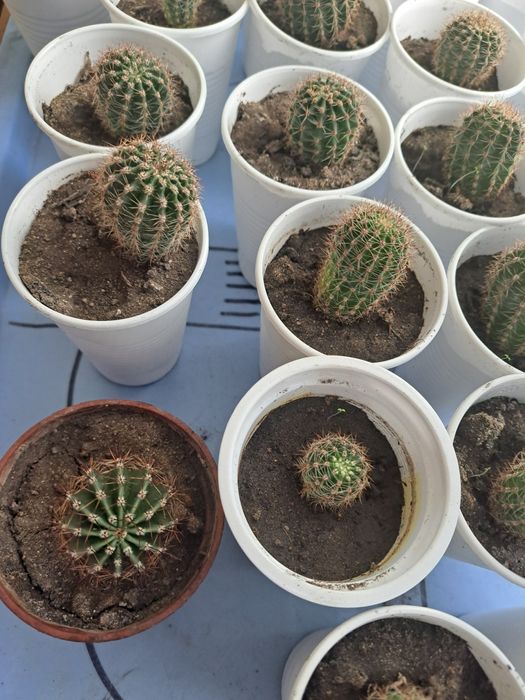 Продам кактусы и алоэ.