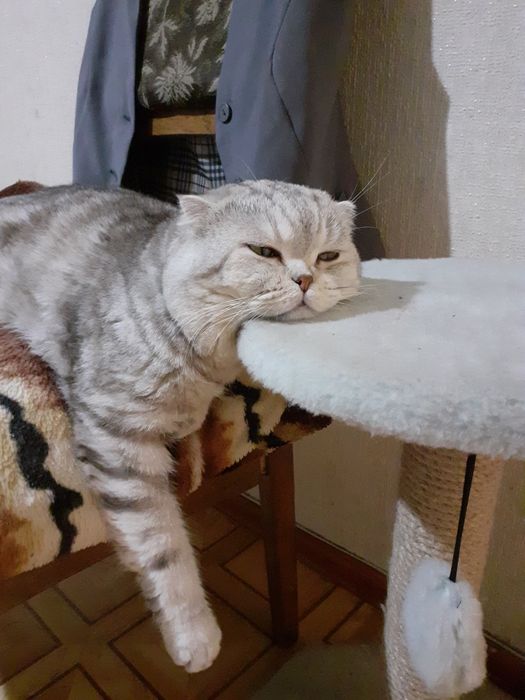 Опытный шотландский кот. Вязка.