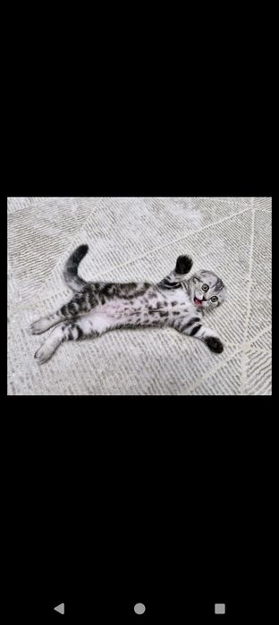 Продам отличных шотландских котят.