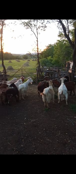 De vânzare 14 capre cu lapte și 6 sterpe iede de anu trecutși doi țapi unu alb și unu negru de un an.Mai multe detalii la număru de telefon vă aștept.