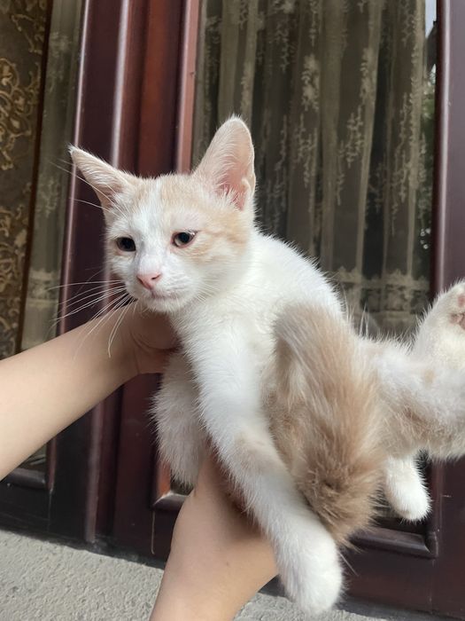 Отдам котика в добрые и заботливые руки