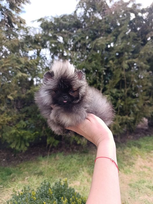 Pomeranian mini toy