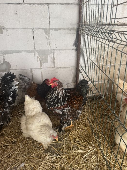 Vand cucosi brahma portelan /lemon