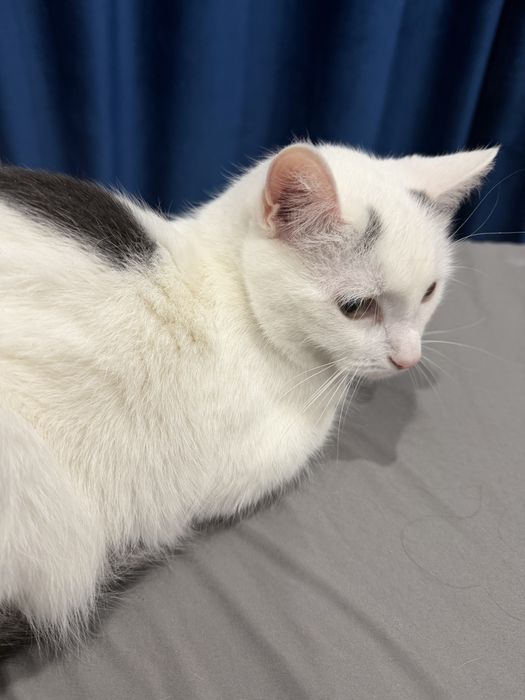 Отдам котенка в добрые руки