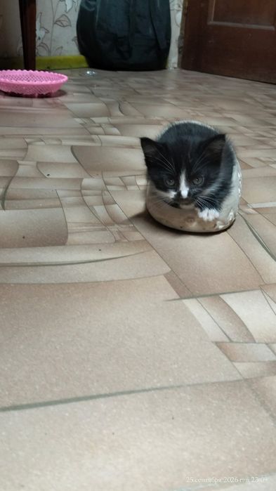 Котики в хорошие руки