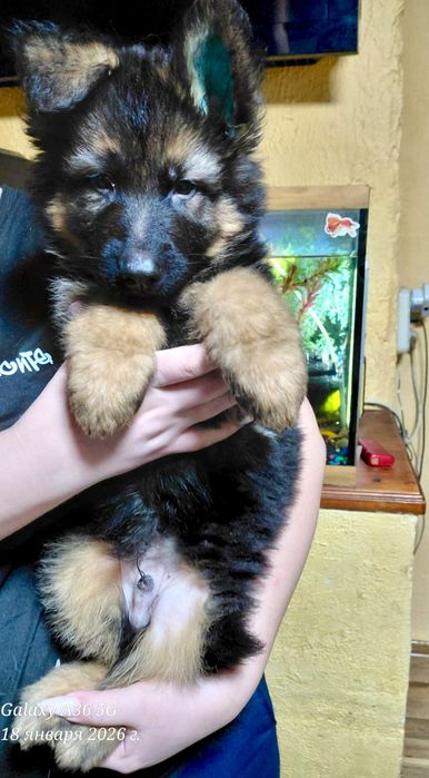 Щенки немецкой овчарки