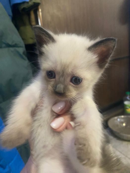 Отдам белых котят в хорошие руки