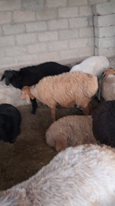 10 катта кичик кучкорлар