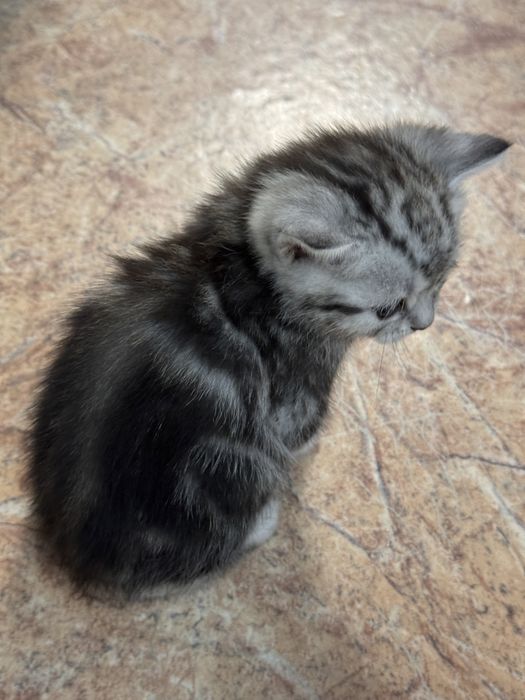 Котенка продам .