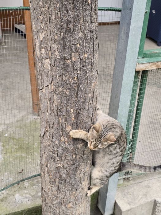 Кот 6 месяцев, зовут Симба