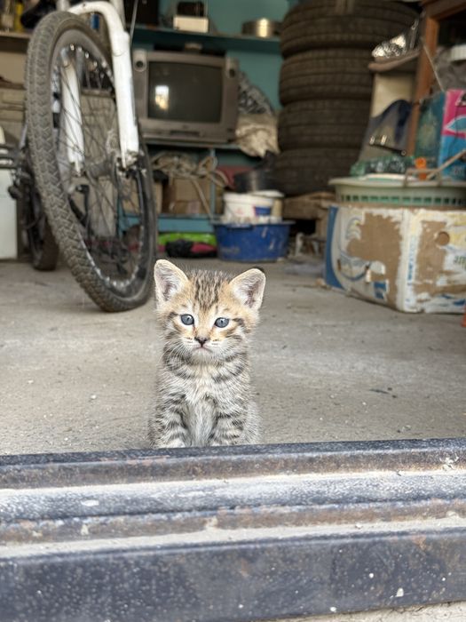Отдам кота/кошку