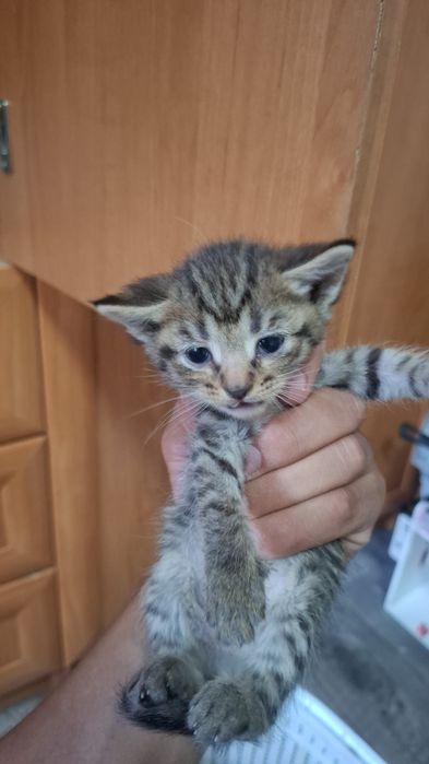 Отдам котят бесплатно