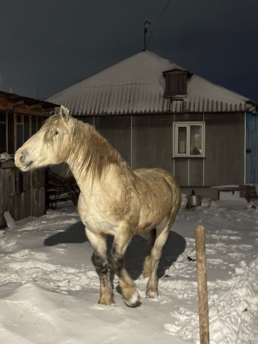 Продам жеребца 9 лет