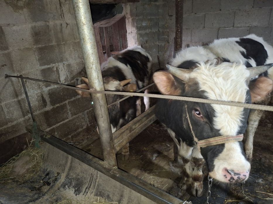 продам бычков домашние