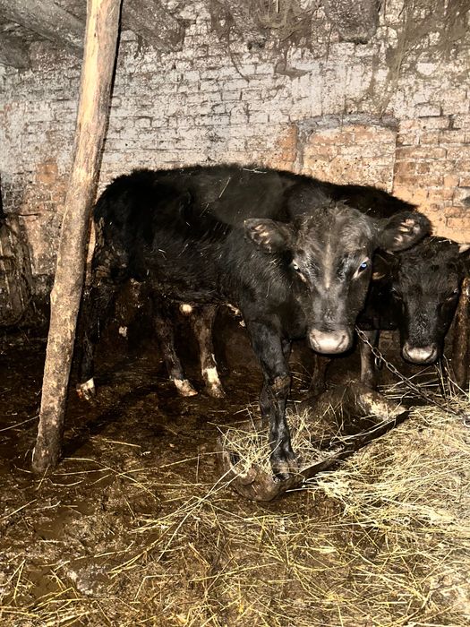 Продавам мъжко теле