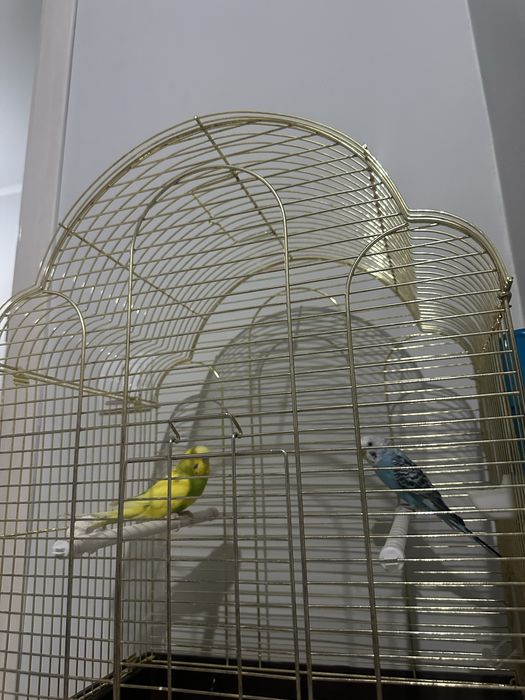 Попугай с клетком